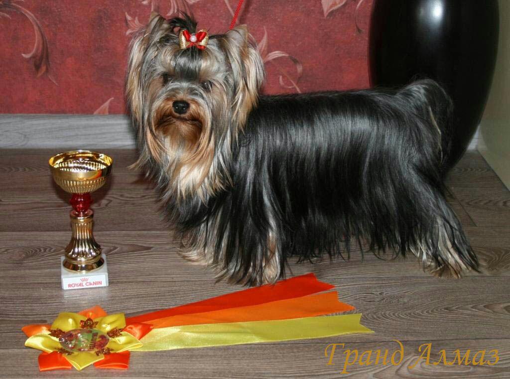 ANGEL'S FANTASY AQUARELLE — Labaza DogPedigree YorkshireTerrier